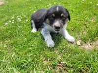 Linda , a female Australian Shepherd and German Shepherd Dog for sale in Inkster, MI – 2 of 4