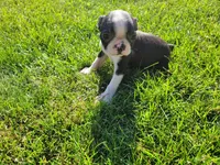 Daisy , a female Boston Terrier for sale in Inkster, MI – 2 of 4