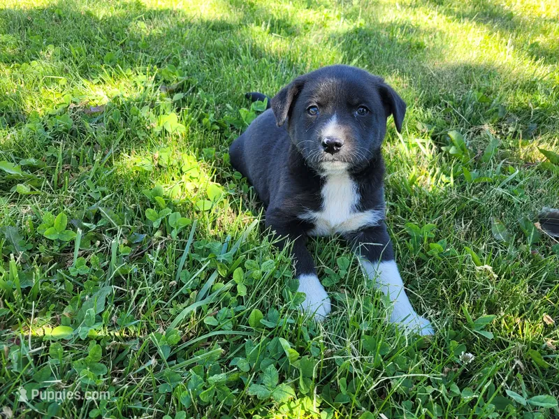 Ram – German Shepherd Dog, Siberian Husky puppy for sale in Inkster, MI