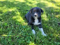 Ram, a male German Shepherd Dog and Siberian Husky for sale in Inkster, MI – 1 of 3