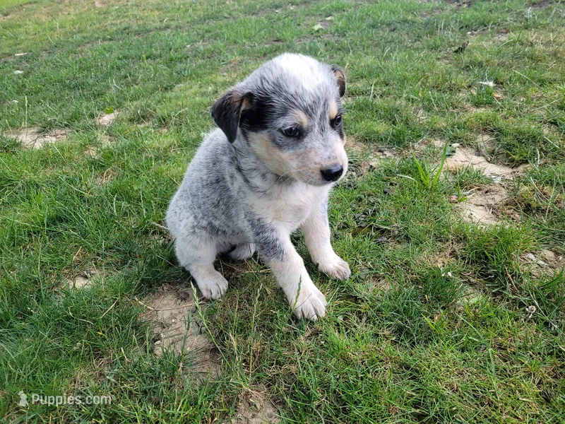 Jack  – Australian Cattle Dog puppy for sale in Inkster, MI