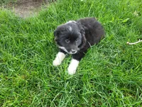 Lulu , a female Border Collie for sale in Inkster, MI – 2 of 5