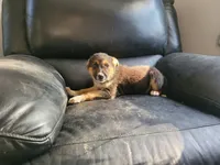 Daisy , a female Australian Cattle Dog and Australian Shepherd for sale in Inkster, MI – 3 of 3