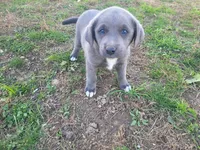 Angie, a female Australian Shepherd and Labrador Retriever for sale in Inkster, MI – 2 of 4