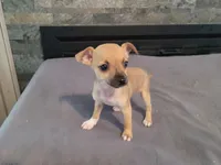 Lulu , a female Jack Russell Terrier for sale in Inkster, MI – 3 of 3