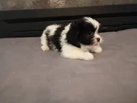 Jackie, a female Havanese and Shih Tzu for sale in Inkster, MI – 2 of 6