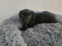 Black , a male Australian Shepherd and Labrador Retriever for sale in Inkster, MI – 4 of 4