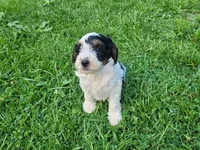 John , a male Cavapoo for sale in Inkster, MI – 4 of 5