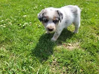 John , a male Australian Shepherd and German Shepherd Dog for sale in Inkster, MI – 4 of 4