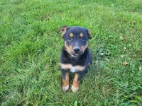 Jack , a male Australian Shepherd and German Shepherd Dog for sale in Inkster, MI – 5 of 5