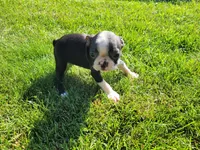 Daisy , a female Boston Terrier for sale in Inkster, MI – 3 of 4