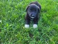 John , a male German Shepherd Dog and Labrador Retriever for sale in Inkster, MI – 5 of 5