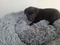 Black , a male Australian Shepherd and Labrador Retriever for sale in Inkster, MI – 2 of 4