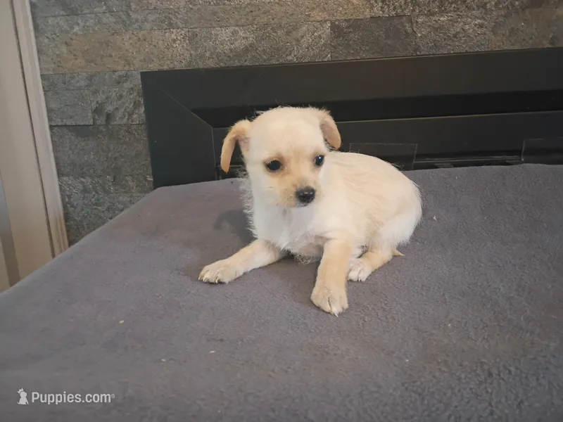 Kim – Chihuahua, Poodle - Toy  puppy for sale in Inkster, MI