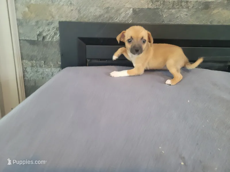 Daisy  – Jack Russell Terrier puppy for sale in Inkster, MI