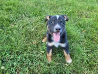 Ram, a male Australian Shepherd and German Shepherd Dog for sale in Inkster, MI – 2 of 3