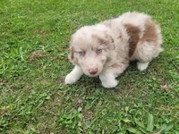 Daisy , a female Australian Shepherd for sale in Inkster, MI – 2 of 4