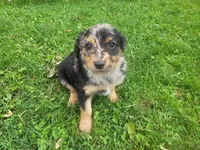 John , a male Australian Shepherd and Border Collie for sale in Inkster, MI – 2 of 4