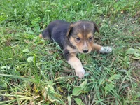 Lulu , a female Australian Shepherd and German Shepherd Dog for sale in Inkster, MI – 4 of 6