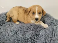 Lulu , a female Australian Shepherd and German Shepherd Dog for sale in Inkster, MI – 1 of 5