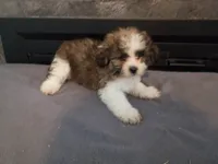 Oliver, a male Havanese and Shih Tzu for sale in Inkster, MI – 6 of 6