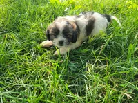 John , a male Havanese and Shih Tzu for sale in Inkster, MI – 3 of 3