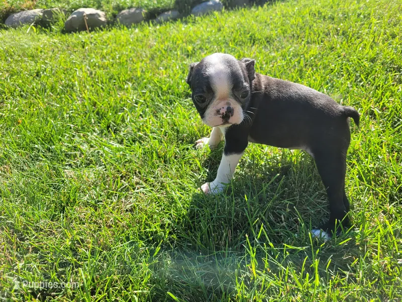 Daisy  – Boston Terrier puppy for sale in Inkster, MI