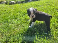 Daisy , a female Boston Terrier for sale in Inkster, MI – 1 of 4