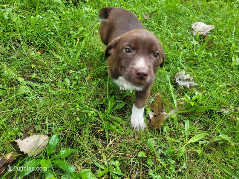 Brown – German Shepherd Dog, Labrador Retriever puppy for sale in Inkster, MI