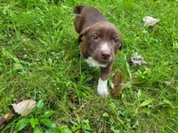 Brown, a male German Shepherd Dog and Labrador Retriever for sale in Inkster, MI – 1 of 5