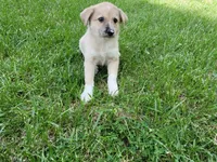 Leo, a male Australian Shepherd and German Shepherd Dog for sale in Inkster, MI – 2 of 4