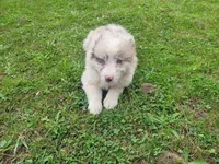 Kim , a female Australian Shepherd for sale in Inkster, MI – 6 of 8