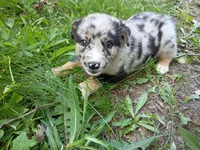 Jack , a male Australian Shepherd and German Shepherd Dog for sale in Inkster, MI – 4 of 5
