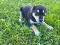 Sam, a male German Shepherd Dog and Labrador Retriever for sale in Inkster, MI – 3 of 5