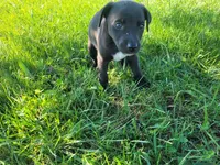 Lulu , a female German Shepherd Dog and Labrador Retriever for sale in Inkster, MI – 3 of 4