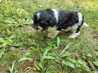 Ash , a male Cavalier King Charles Spaniel and Shih Tzu for sale in Inkster, MI – 3 of 6