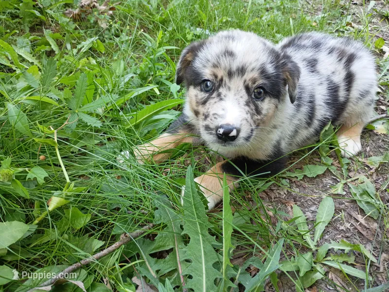 Jack  – Australian Shepherd, German Shepherd Dog puppy for sale in Inkster, MI