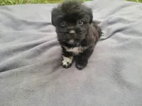 Kim, a female Morkie for sale in Inkster, MI – 3 of 6