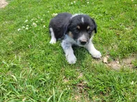 Linda , a female Australian Shepherd and German Shepherd Dog for sale in Inkster, MI – 4 of 4