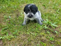 Daisy , a female Australian Cattle Dog and Poodle - Miniature  for sale in Inkster, MI – 3 of 3
