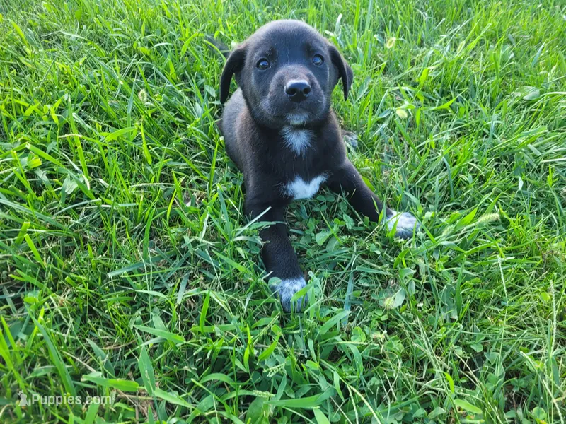 John  – German Shepherd Dog, Labrador Retriever puppy for sale in Inkster, MI