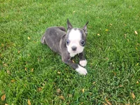Kim, a female Boston Terrier for sale in Inkster, MI – 4 of 6