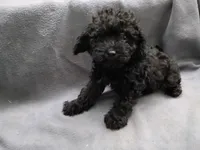 Max, a male Poodle - Toy  for sale in Inkster, MI – 2 of 4