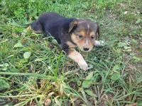 Lulu , a female Australian Shepherd and German Shepherd Dog for sale in Inkster, MI – 2 of 6