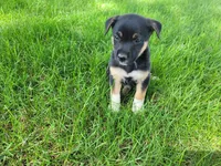 Daisy , a female German Shepherd Dog and Labrador Retriever for sale in Inkster, MI – 2 of 4