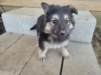 Jack , a male Australian Shepherd and German Shepherd Dog for sale in Inkster, MI – 4 of 4