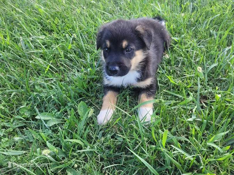 Max  – German Shepherd Dog, Labrador Retriever puppy for sale in Inkster, MI