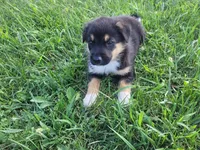 Max , a male German Shepherd Dog and Labrador Retriever for sale in Inkster, MI – 1 of 5
