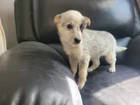 Silver, a female Australian Cattle Dog and Australian Shepherd for sale in Inkster, MI – 3 of 3