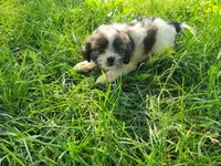 John , a male Havanese and Shih Tzu for sale in Inkster, MI – 2 of 3